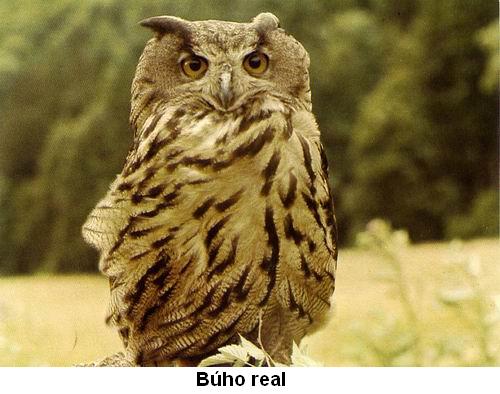 Búho real.jpg